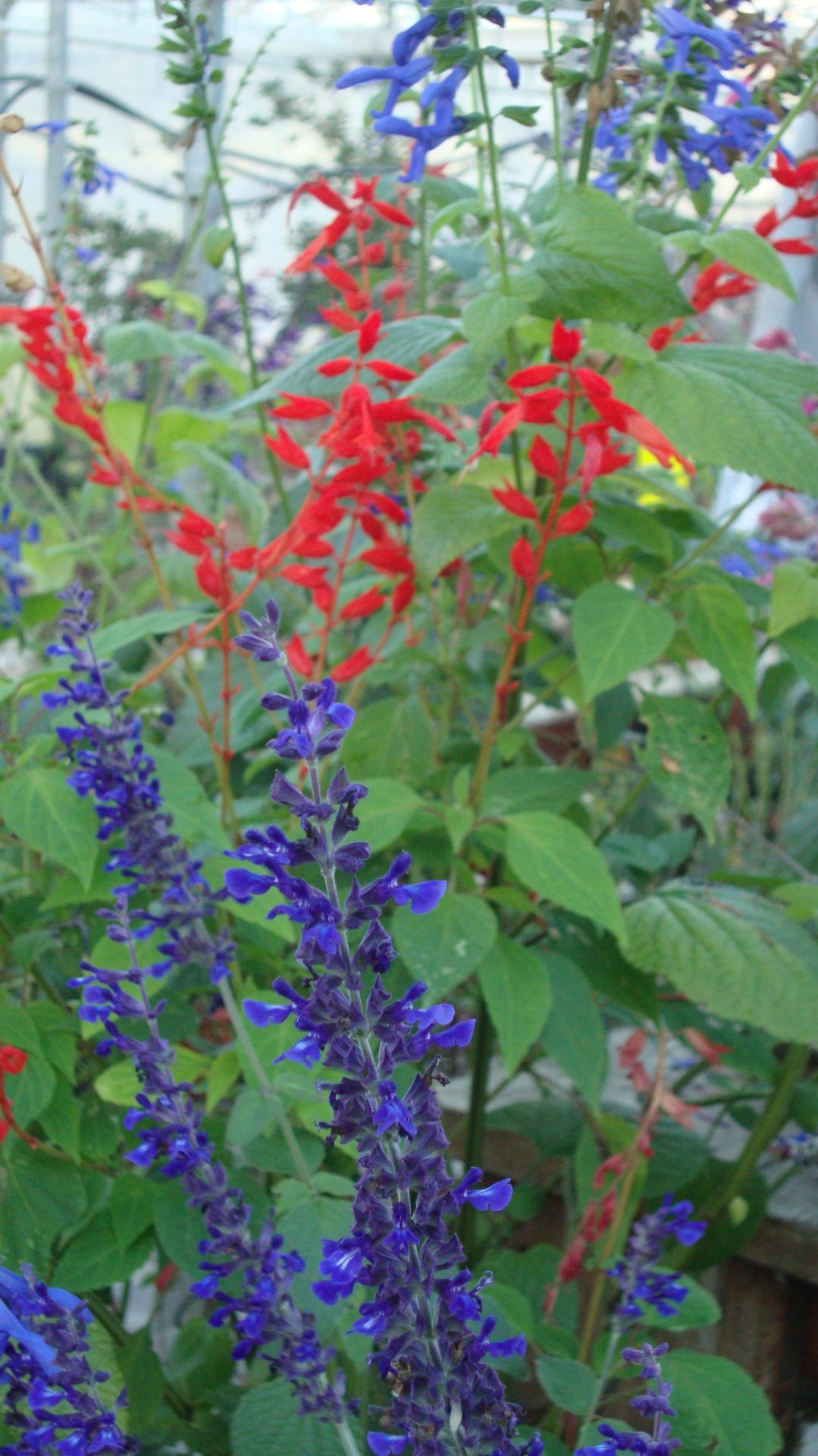 Salvia ‘Indigo Spires’, Salvia splendens ‘Jmmi’s Good Red’en Salvia ‘Blue Enigma’