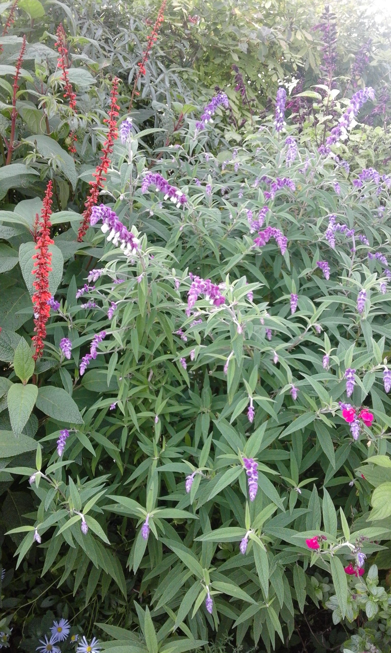 Salvia leucantha ‘Midnight’met Salvia confertilora (1)