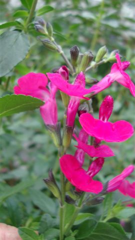 Salvia microphylla ‘Pink Blush’2