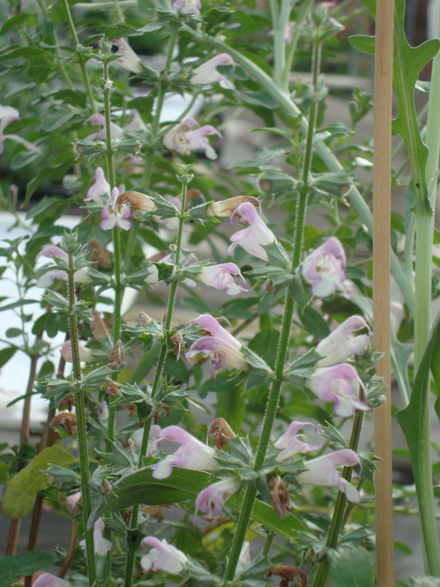 Salvia taraxacifolia (2)