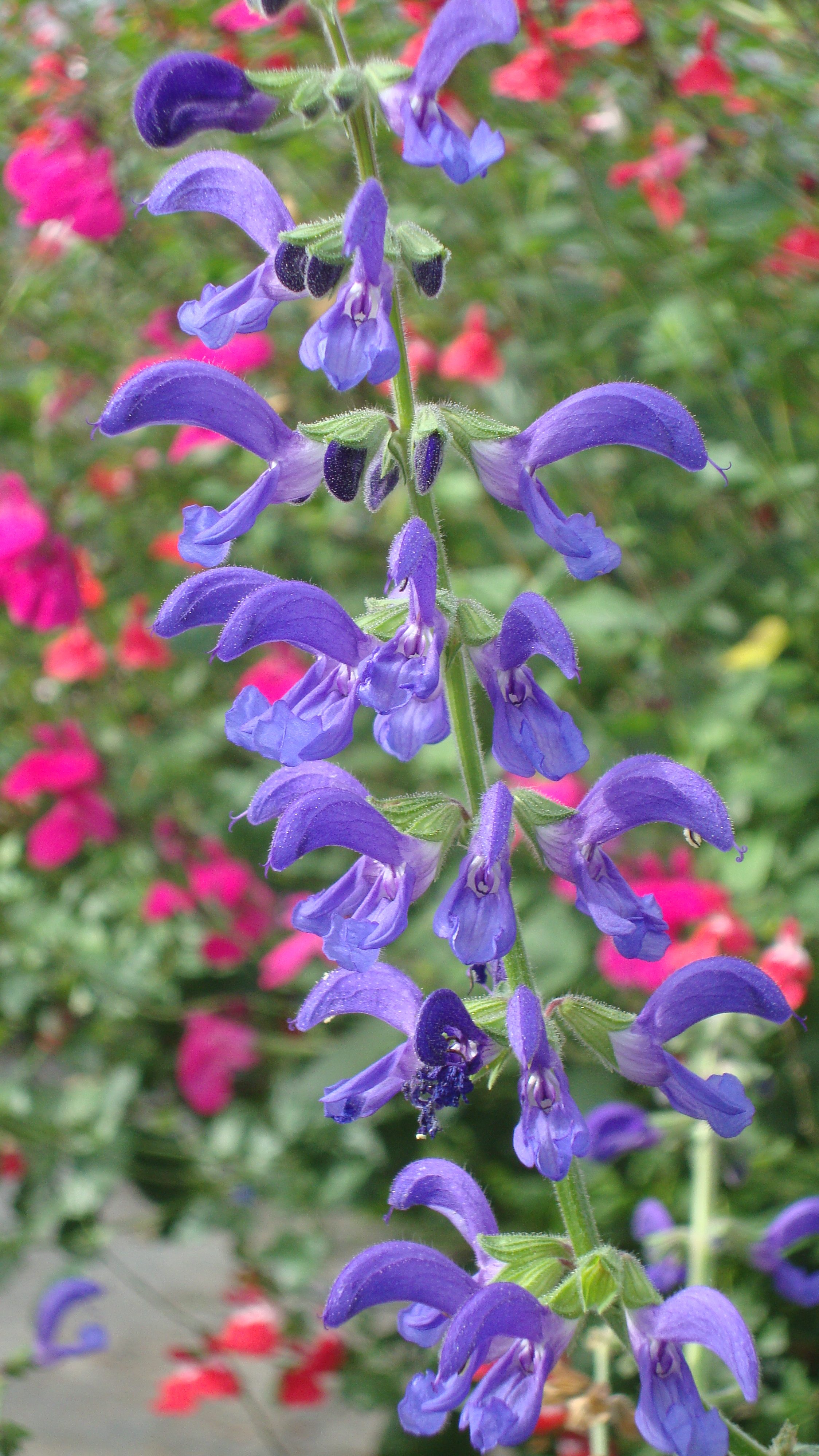 Salvia pratensis lapsis blauw violet