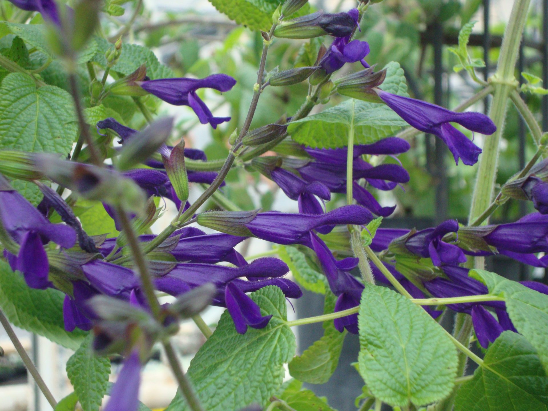 Salvia ‘Jean’s Purple Passion’ (1)