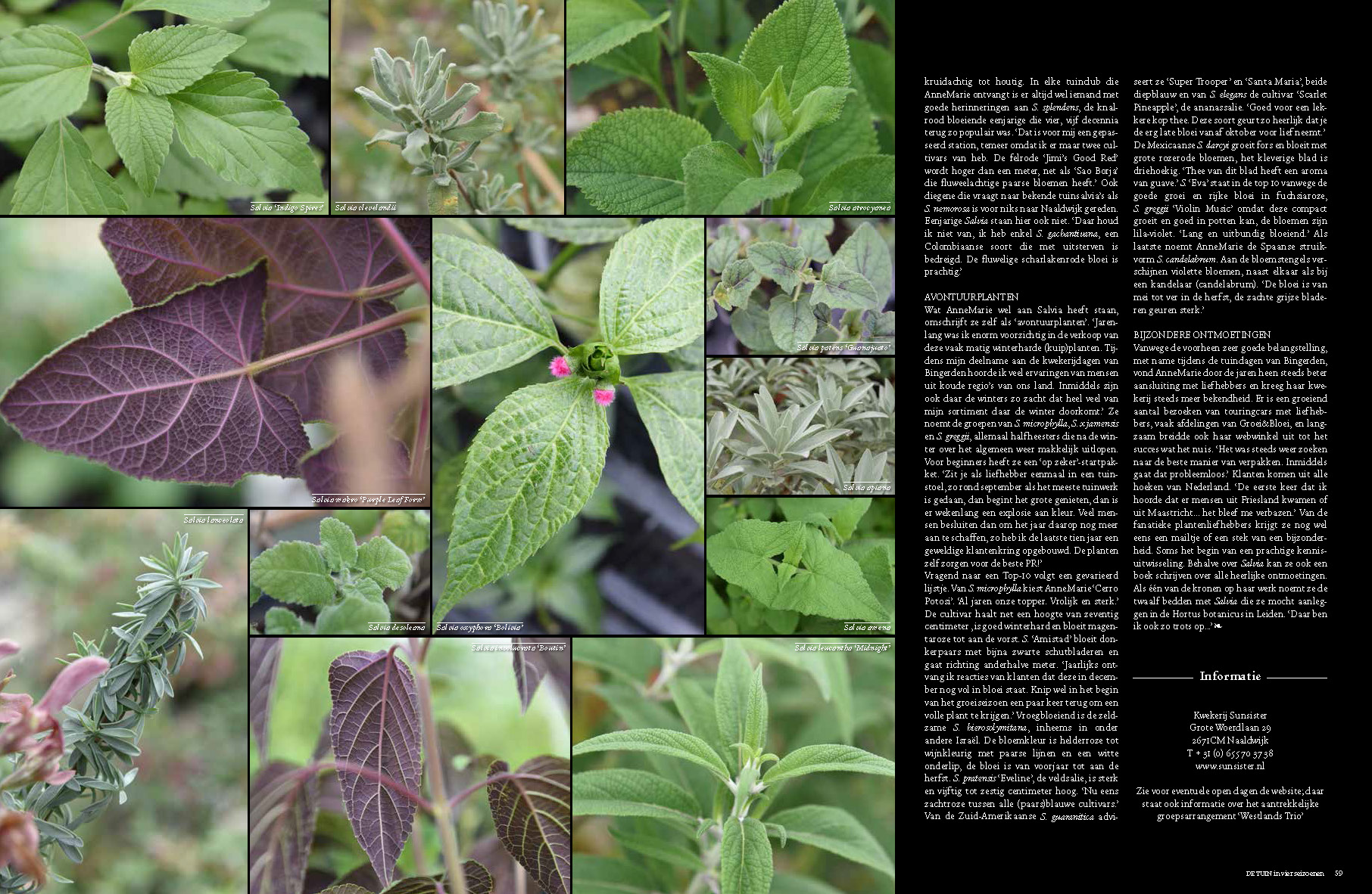 Salvia Paradijs – Artikel in de tuin in 4 seizoenen (2021) 3