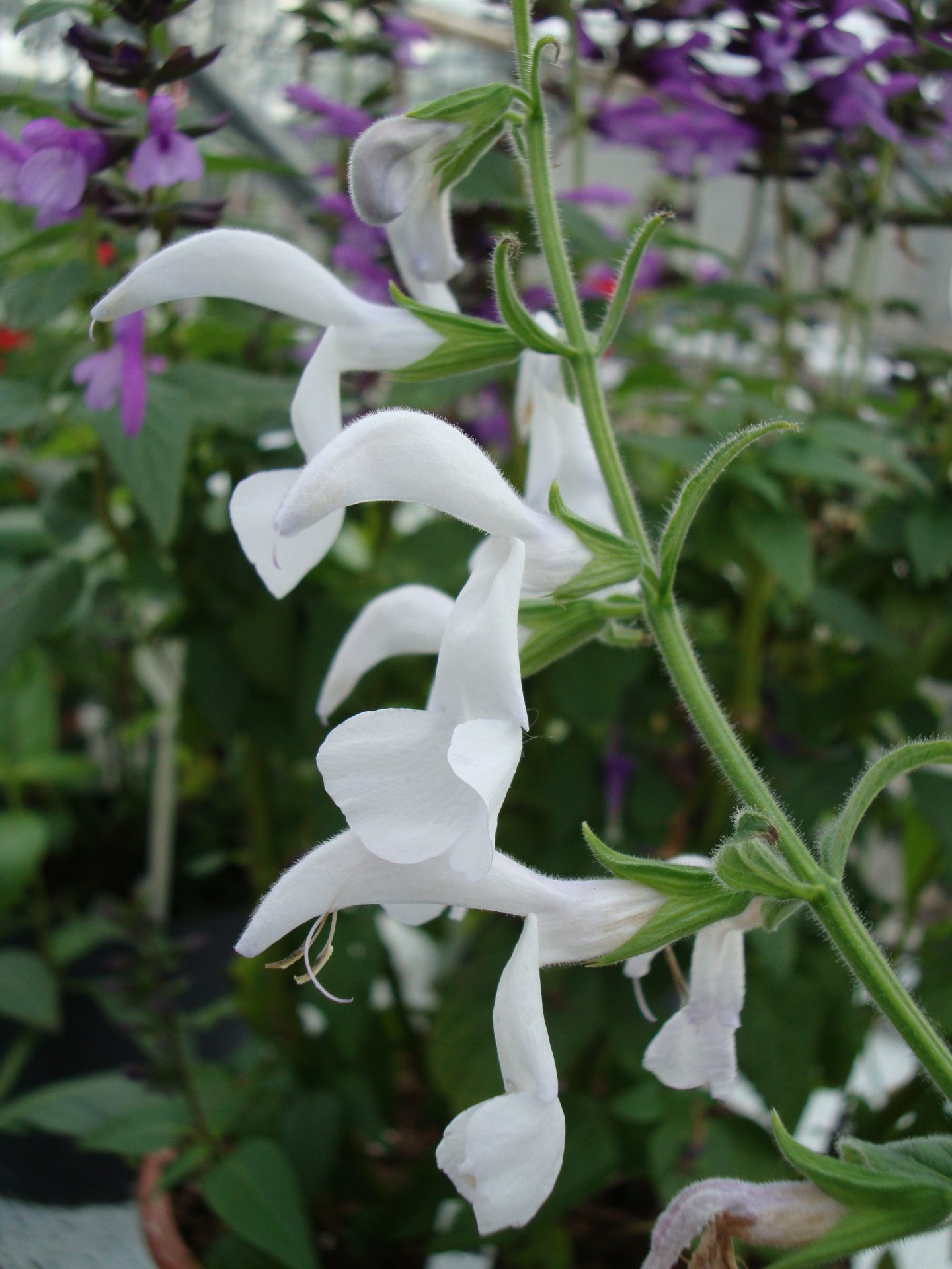 Salvia patens ‘White Trophy’ (2)
